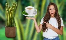Con esta bebida puedes hacer que tu lengua de suegra de flores