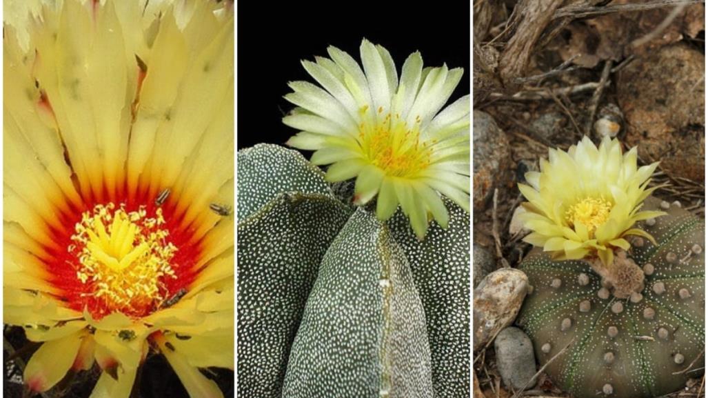 Conoce estas flores nativas de Nuevo León que se encuentran en peligro de extinción