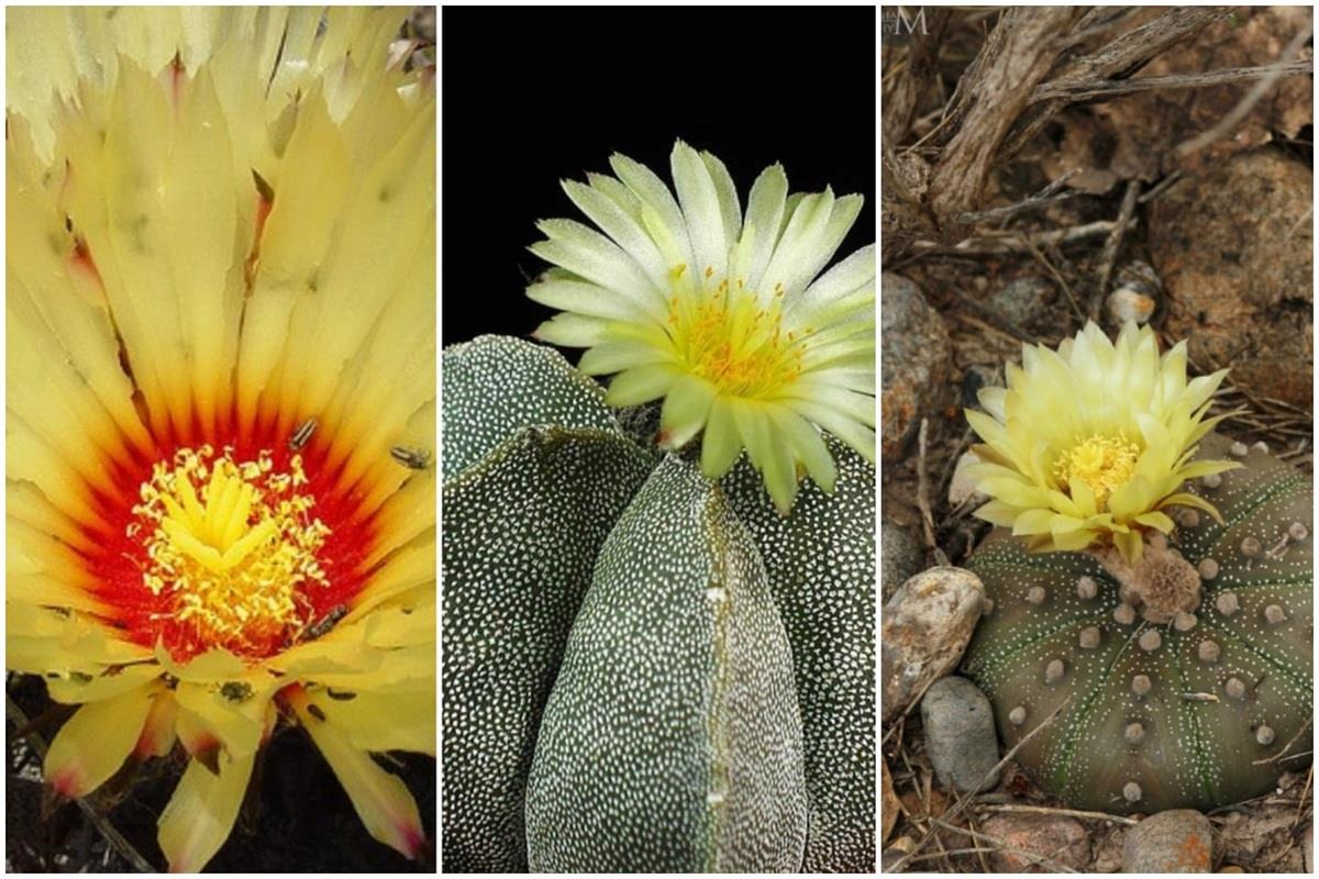 La conservación de la flora nativa de Nuevo León es responsabilidad de todos. Foto: iNaturalist