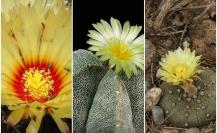 Conoce estas flores nativas de Nuevo León que se encuentran en peligro de extinción