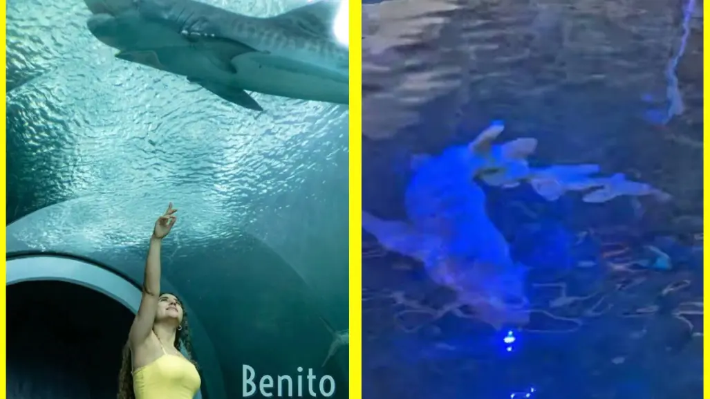 Muere Benito, el tiburón más longevo del Aquarium en Veracruz, no alcanzó a ser liberado