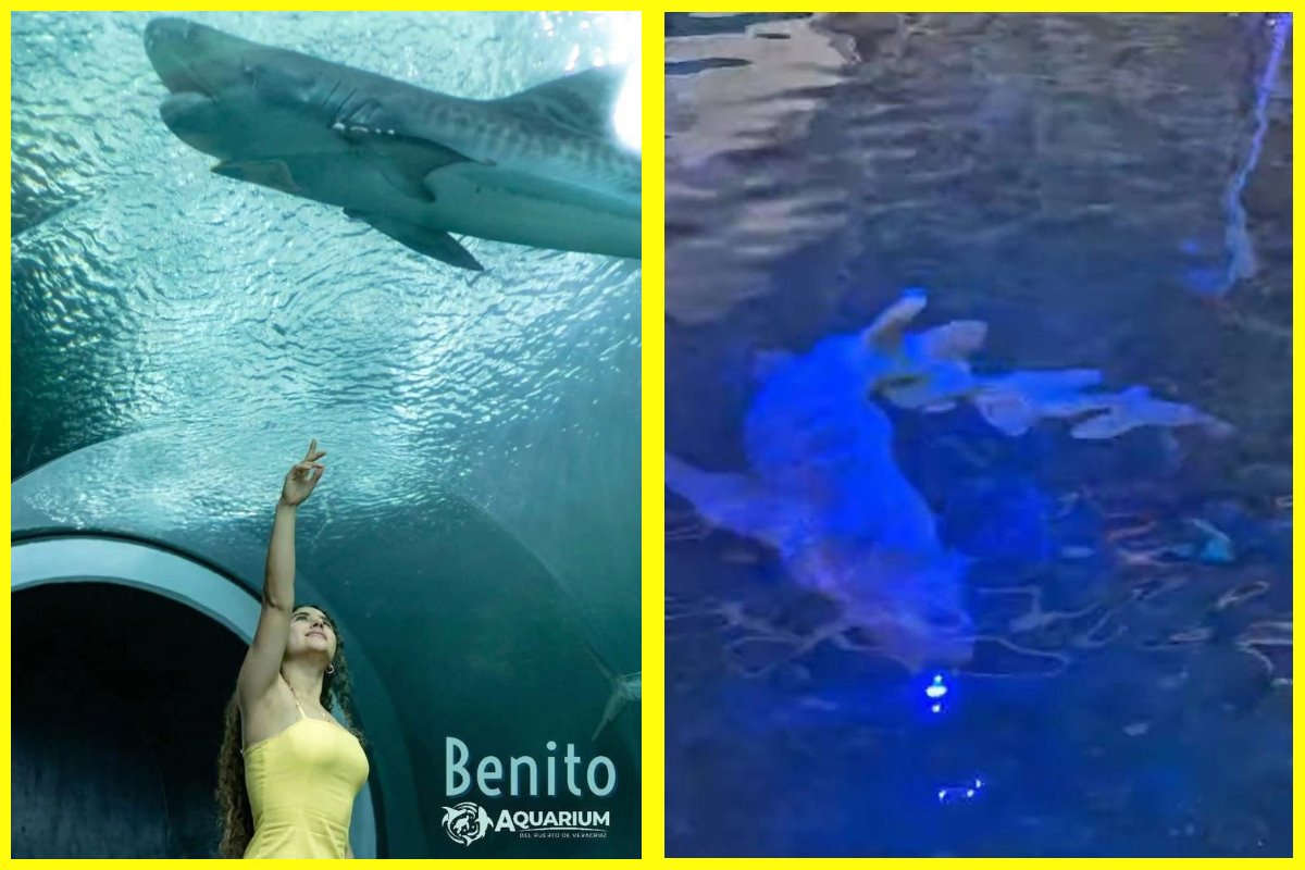 Benito, el tiburón más longevo de Aquarium en Veracruz, murió el 18 de febrero confirmó la  Procuraduría Estatal de Protección al Medio Ambiente de Veracruz. Foto: Procuraduría del Medio Ambiente