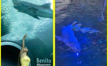 Muere Benito, el tiburón más longevo del Aquarium en Veracruz, no alcanzó a ser liberado