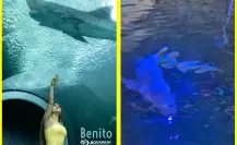Muere Benito, el tiburón más longevo del Aquarium en Veracruz, no alcanzó a ser liberado