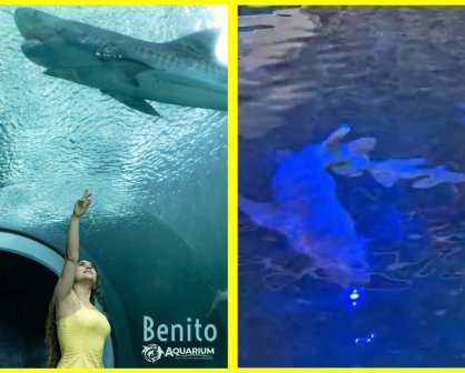 Muere Benito, el tiburón más longevo del Aquarium en Veracruz, no alcanzó a ser liberado