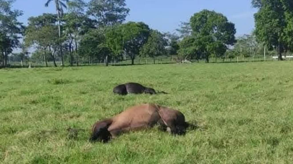 Mueren decenas de animales en Huimanguillo, Tabasco, por causas desconocidas