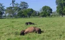 Mueren decenas de animales en Huimanguillo, Tabasco, por causas desconocidas