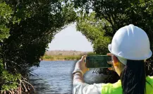 Se han perdido 5 mil hectáreas de manglar en Yucatán