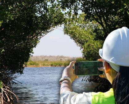 Se han perdido 5 mil hectáreas de manglar en Yucatán