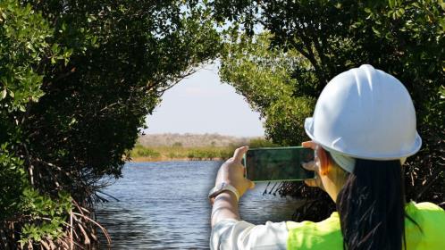 Se han perdido 5 mil hectáreas de manglar en Yucatán