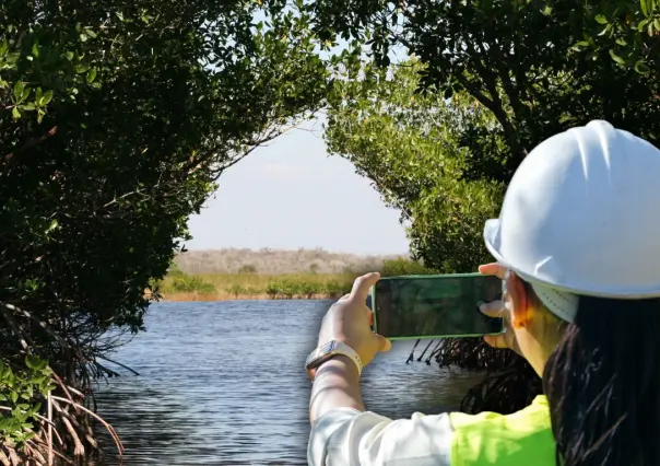 Se han perdido 5 mil hectáreas de manglar en Yucatán