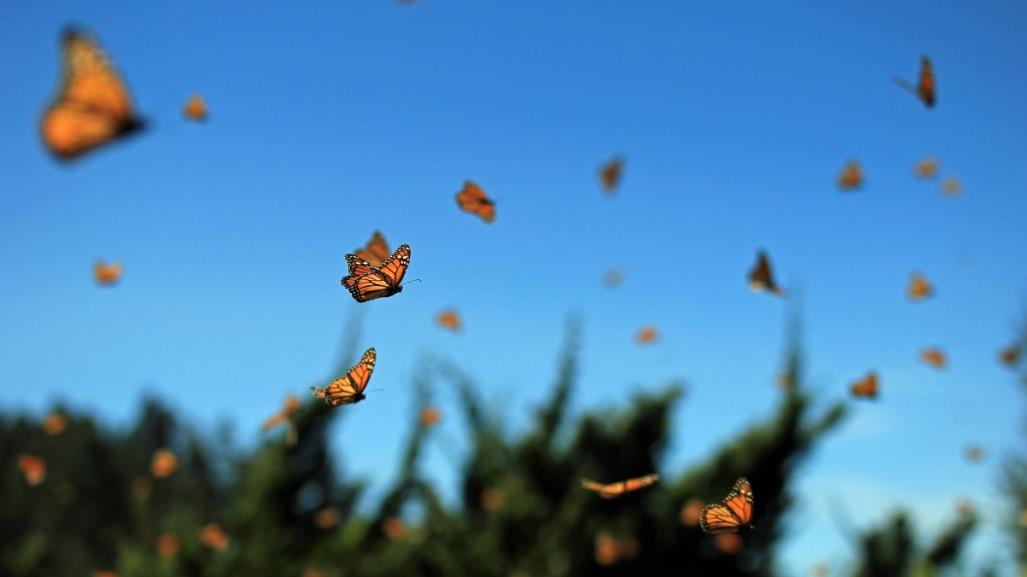 Mariposa Monarca en Coahuila, ¿por cuáles municipios se podrá observar su paso migratorio?