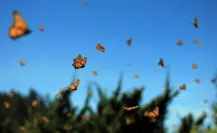 Mariposa Monarca en Coahuila, ¿por cuáles municipios se podrá observar su paso migratorio?