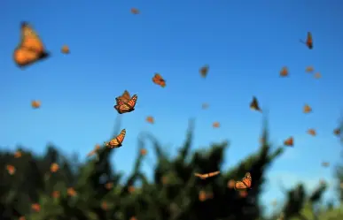 Mariposa Monarca en Coahuila, ¿por cuáles municipios se podrá observar su paso migratorio?