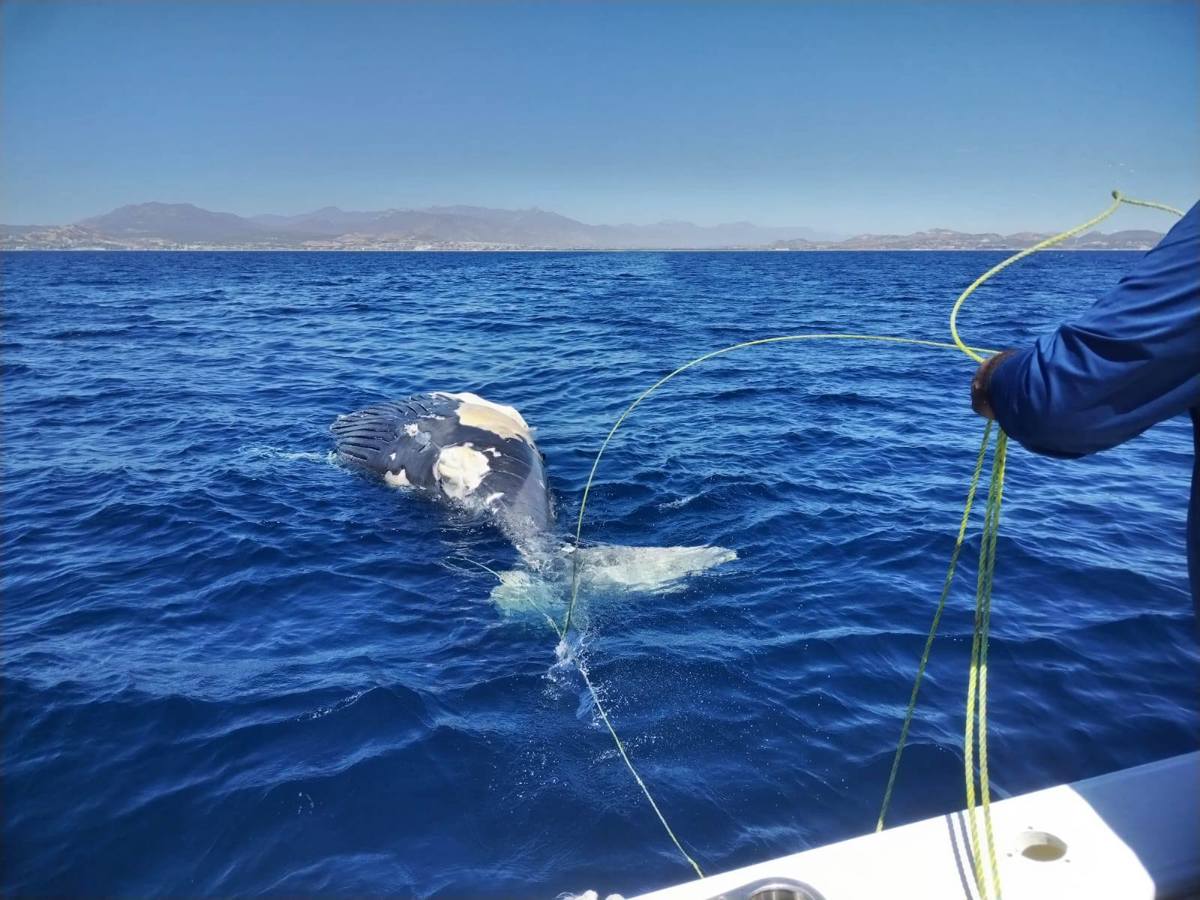 Una cría de ballena gris fue hallada sin vida cerca de la delegación de San José del Cabo, aparentemente debido a un impacto con una embarcación. Foto: FONMAR BCS