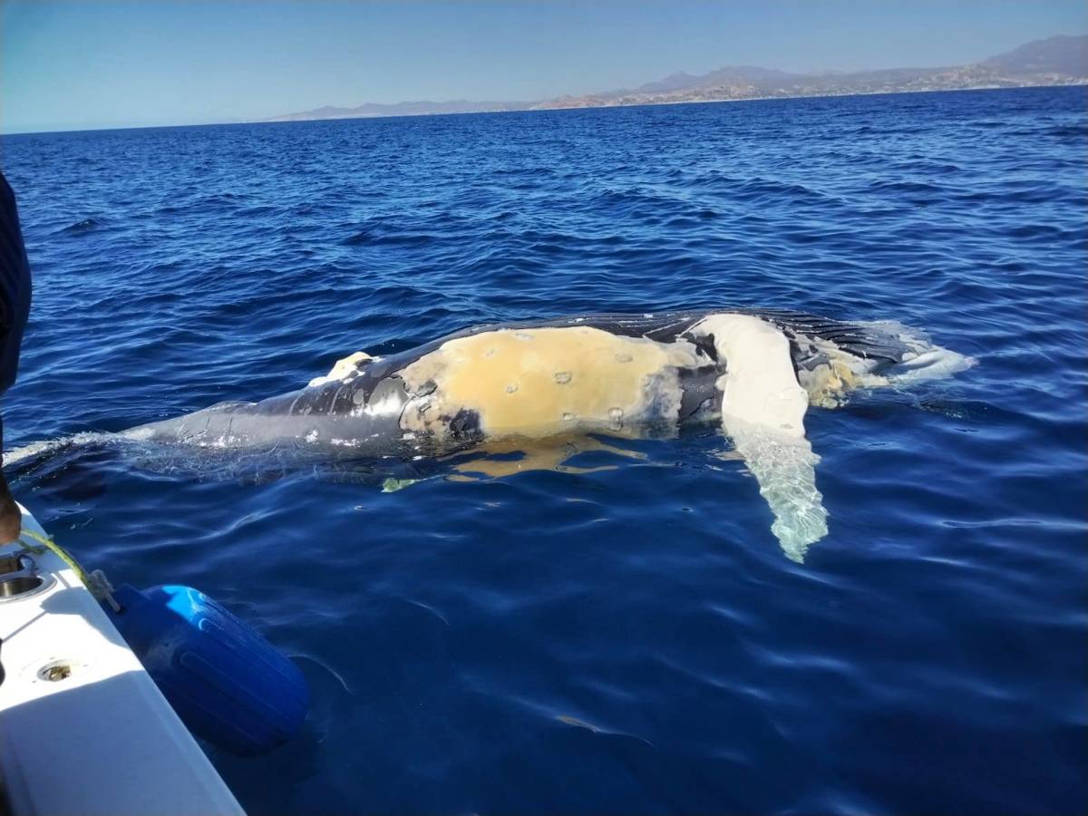 Los expertos alertan sobre el aumento del tráfico marítimo y las colisiones con embarcaciones, una de las principales causas de muerte de las ballenas grises en Baja California Sur. Foto: FONMAR BCS