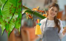 ¿Tienes hormigas en tus plantas? Elimínalas con este ingrediente poderoso