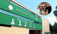 Estudiantes de la UANL buscan al Lic. Felipe, el perrito que conquistó la Facultad de Derecho