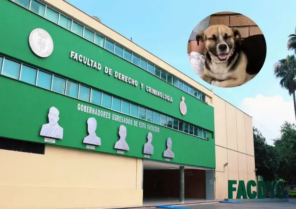 Estudiantes de la UANL buscan al Lic. Felipe, el perrito que conquistó la Facultad de Derecho