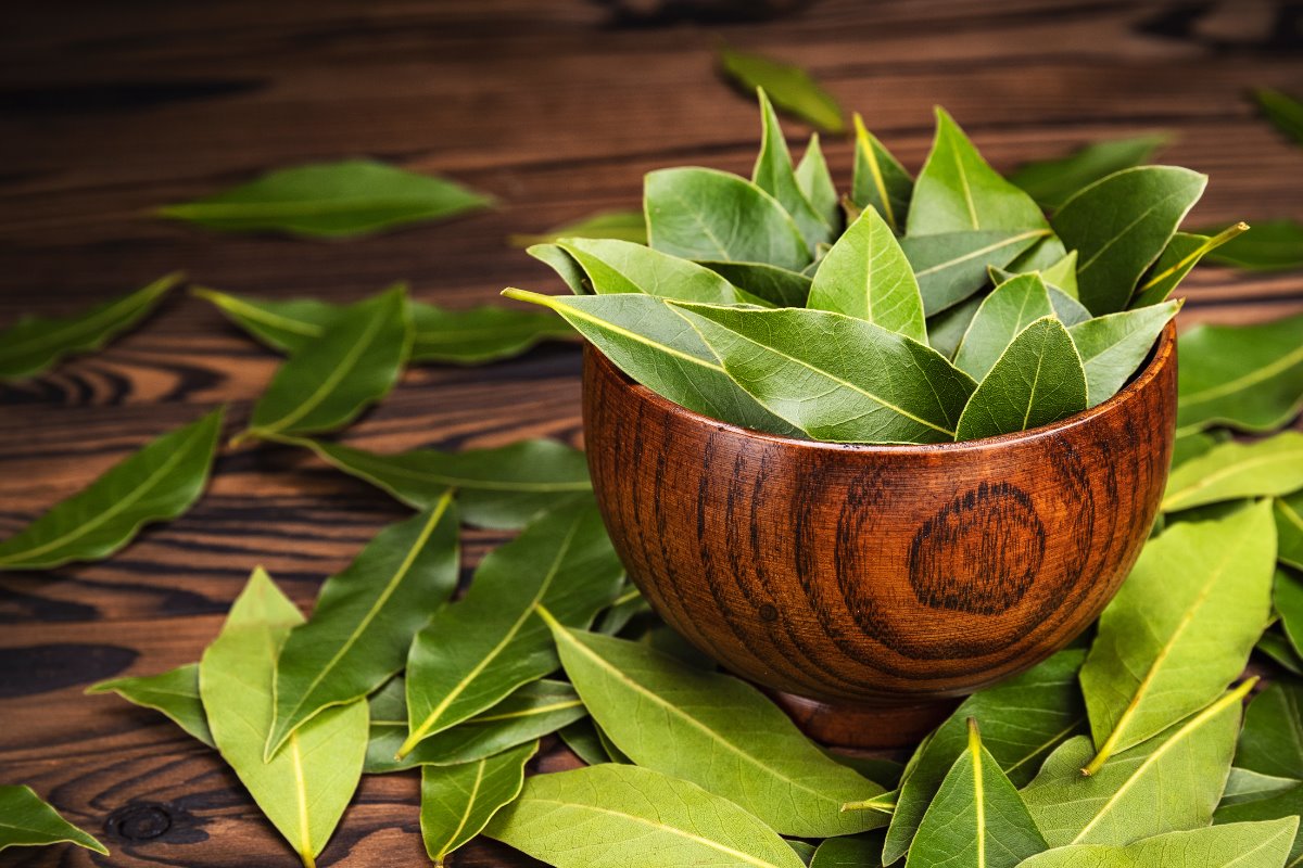 Hojas de laurel son símbolos de buena suerte en primavera según el Feng Shui. Foto: Canva