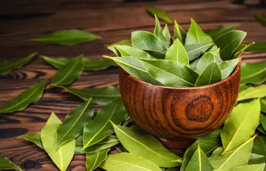 El secreto del Feng Shui para atraer la buena suerte con laurel en primavera