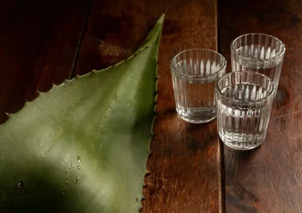 Sotol, el elixir de Coahuila, ¿por qué es una bebida emblemática en el norte? 