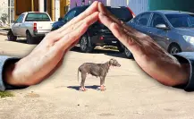 Joven busca hogar temporal para seis perritas con sarna en Mérida