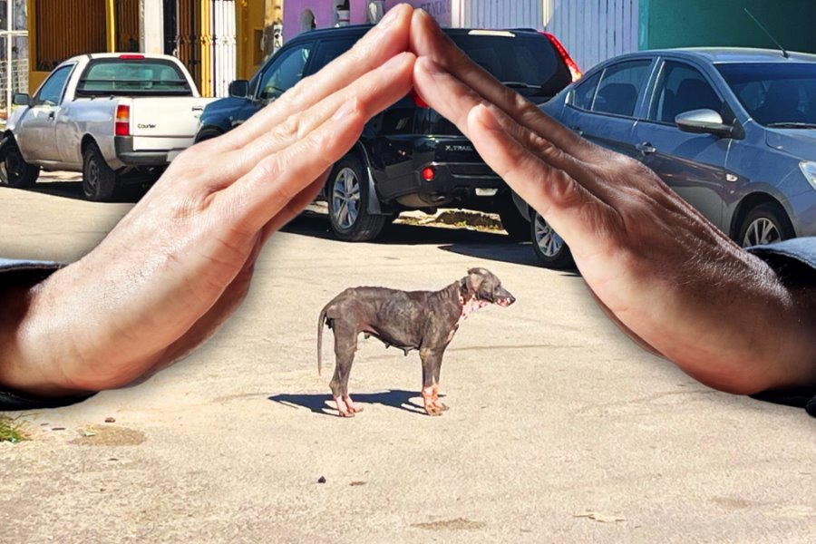 Joven busca hogar temporal para seis perritas con sarna en Mérida