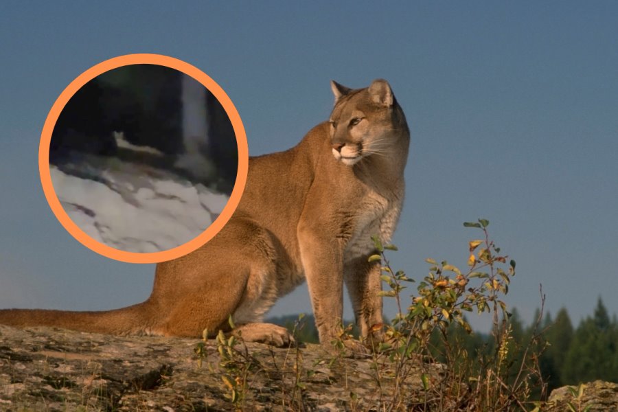 VIDEO| Captan hermoso ejemplar felino en la sierra de Durango