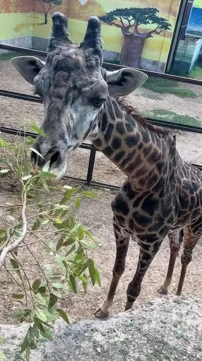 Esta semana el Zoológico y Acuario de Nuevo Laredo dio a conocer a través de un comunicado el fallecimiento de la jirafa 