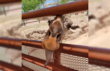 Muere Bruno la jirafa del Zoológico de Nuevo Laredo