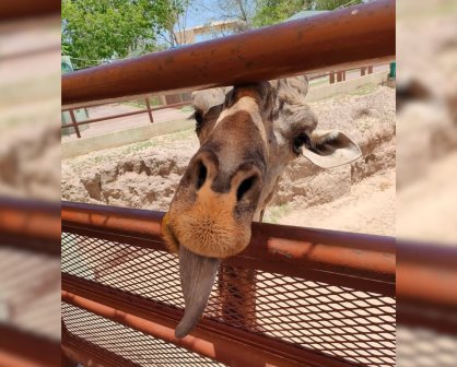 Muere Bruno la jirafa del Zoológico de Nuevo Laredo