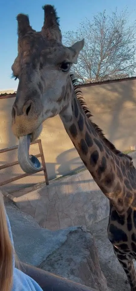 Esta semana el Zoológico y Acuario de Nuevo Laredo dio a conocer a través de un comunicado el fallecimiento de la jirafa 