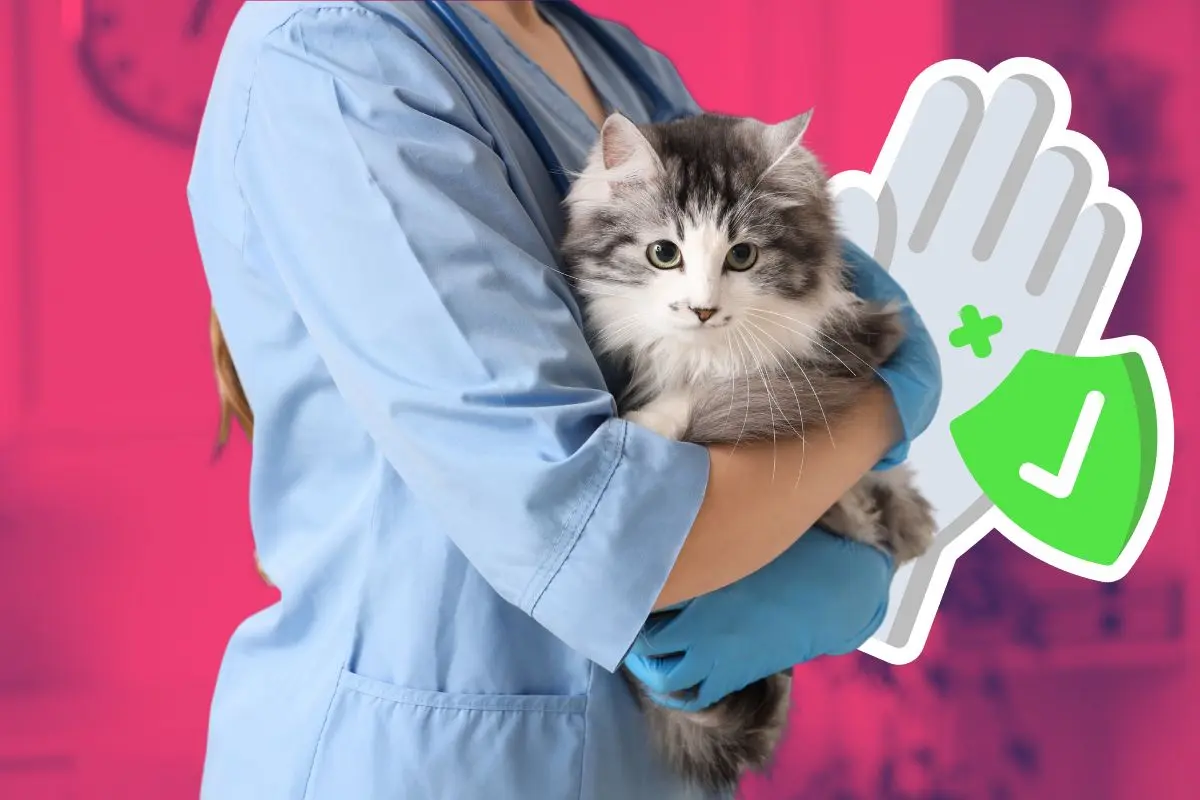 Invitan a campaña de esterilización masiva en Acuña / Foto ilustrativa de Canva