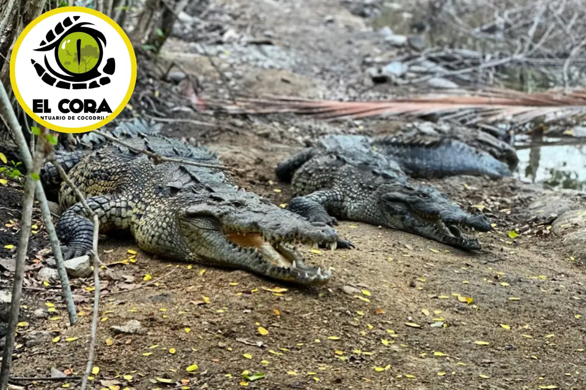 El Santuario de Cocodrilos El Cora se ubica en la Bahía de Bucerías, es un destino familiar que concientiza sobre la preservación ecológica de flora y fauna. Foto: Santuario de Cocodrilos El Cora