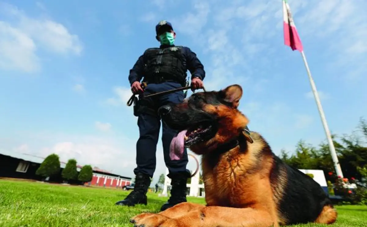 En Tamaulipas no solo los policías llevan el uniforme: también lo hacen 38 perros entrenados y 48 caballos listos para galopar donde los vehículos no pueden llegar. Foto: Redes Sociales