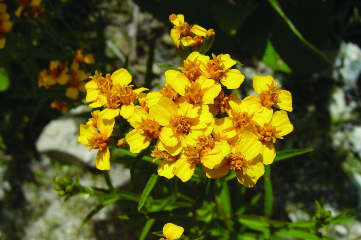 Apostar por la naturaleza local es invertir en el futuro del estado. Foto: Ciencia UANL