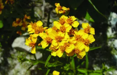 Conoce la importancia de las flores nativas de Nuevo León en parques urbanos en primavera
