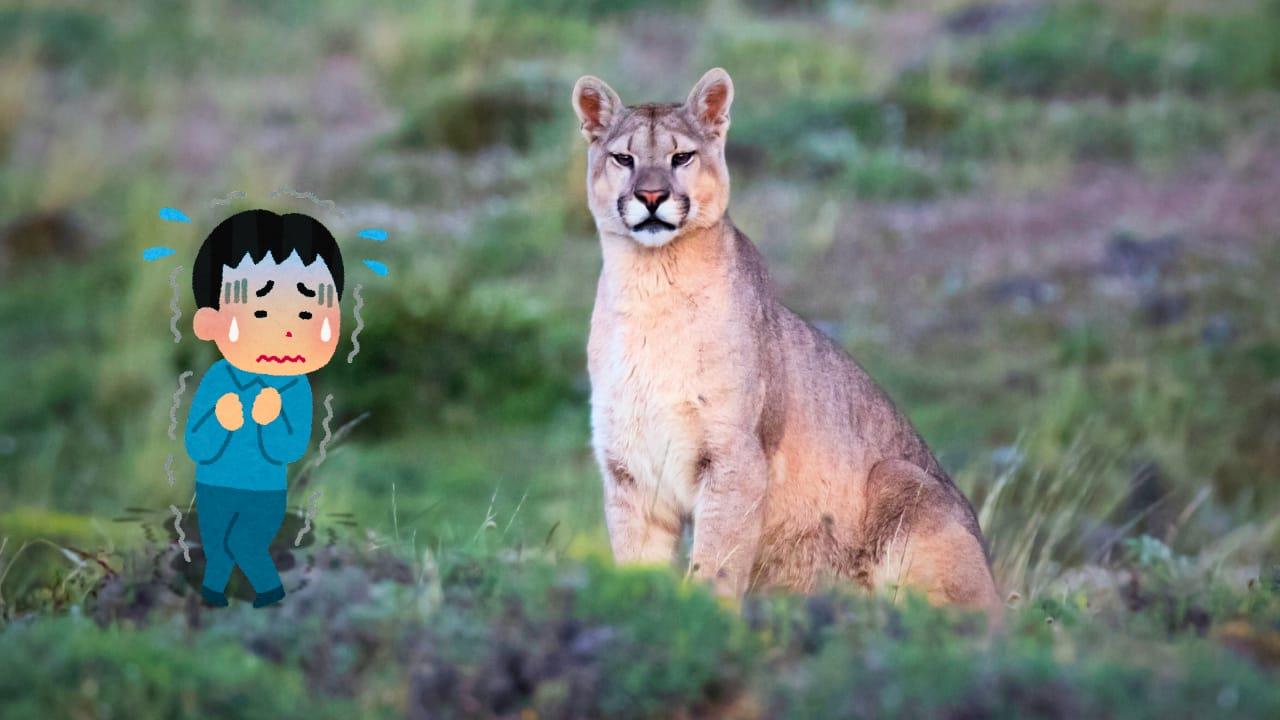 ¿Qué hacer si te topas con un puma en la sierra de Durango? | Foto: Canva (imagen ilustrativa).