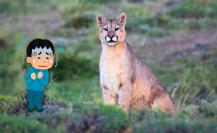 Esto debes hacer si te encuentras con un puma, emblemático felino de la sierra de Durango