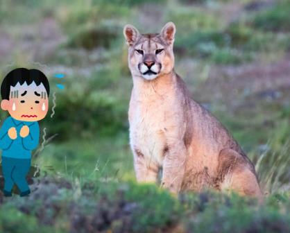 Esto debes hacer si te encuentras con un puma, emblemático felino de la sierra de Durango