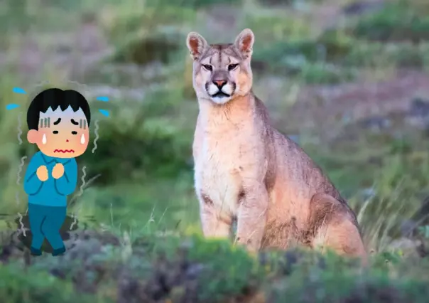 Esto debes hacer si te encuentras con un puma, emblemático felino de la sierra de Durango