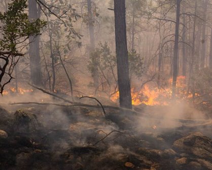 ¡Se quema Chihuahua! Es el estado con más incendios forestales activos en México