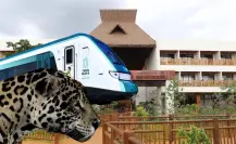 ¿Cuál es el paquete del Tren Maya para conocer “La tierra del jaguar” esta Semana Santa?