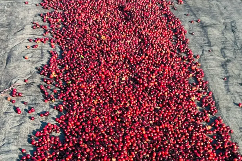 La producción de café en pequeñas cantidades y con métodos innovadores ha provocado una visión diferente para disfrutar la aromática bebida. Foto: María Inés Muñoz
