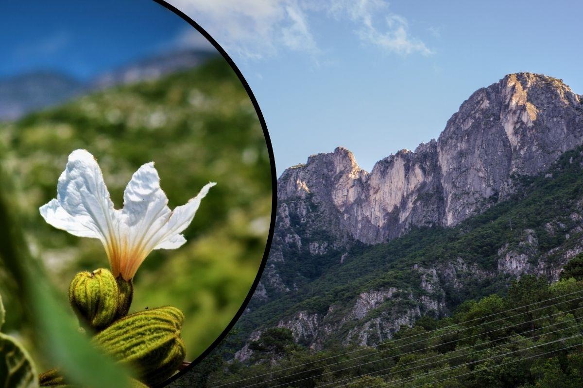 Estos tres senderos son solo una muestra de la riqueza natural de Nuevo León. Foto: CANVA/ Turismo de Observación