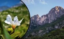 Estos son los 3 mejores senderos para admirar las flores nativas de Nuevo León