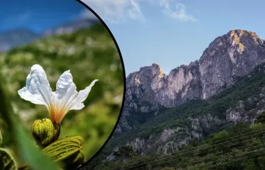 Estos son los 3 mejores senderos para admirar las flores nativas de Nuevo León