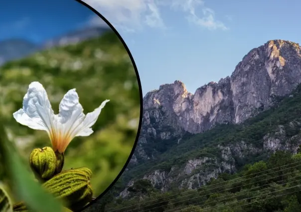 Estos son los 3 mejores senderos para admirar las flores nativas de Nuevo León