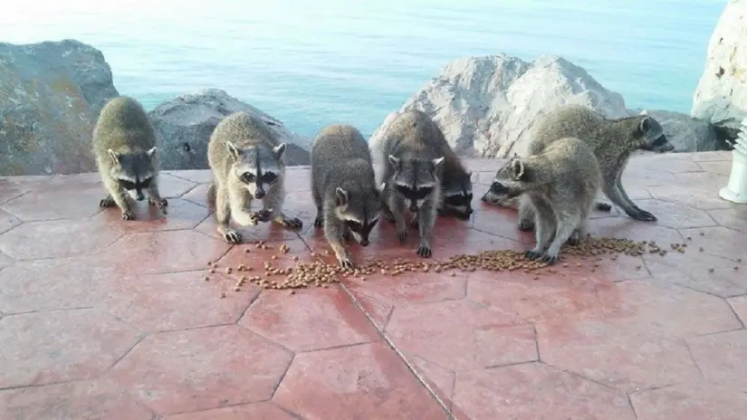 Al caer la tarde, cuando el sol se oculta sobre el Golfo de México, los mapaches de Miramar se convierten en la prueba viviente de que la solidaridad. Foto: Redes Sociales